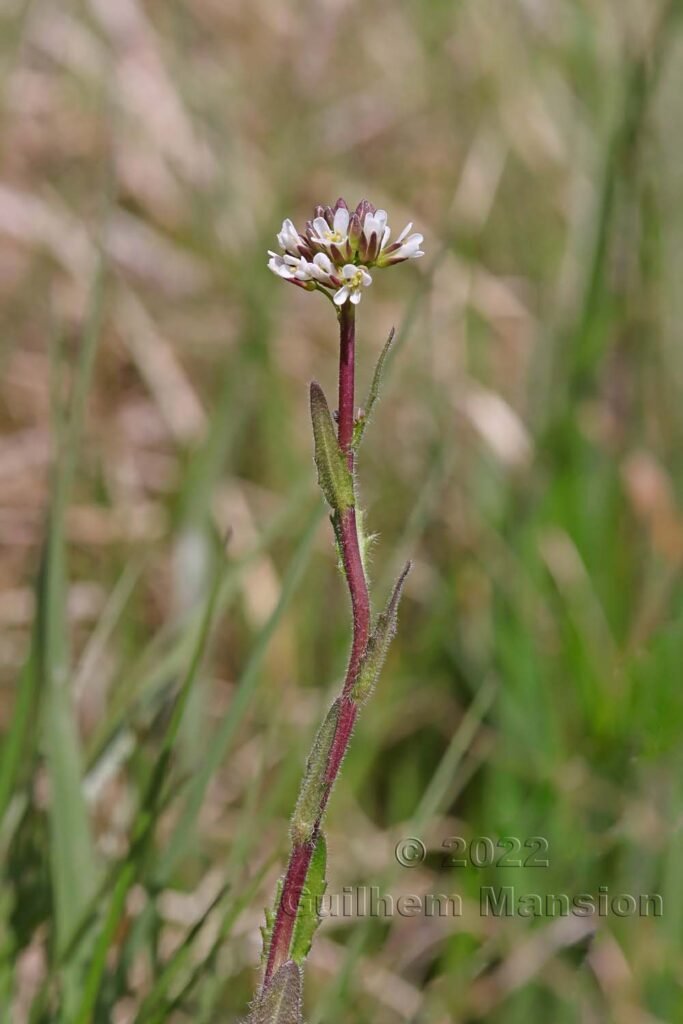 Arabis hirsuta vers Aubonne (Suisse, Vaud)