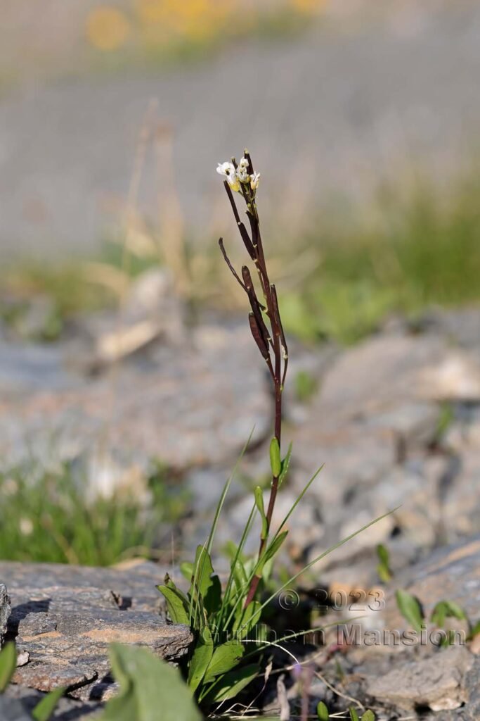 Arabis soyeri subsp. subcoriacea vers Moiry (Suisse, Valais)
