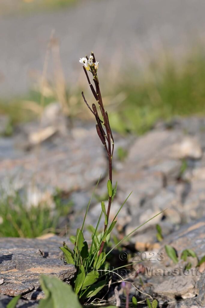 Arabis soyeri subsp. subcoriacea vers Moiry (Suisse, Valais)