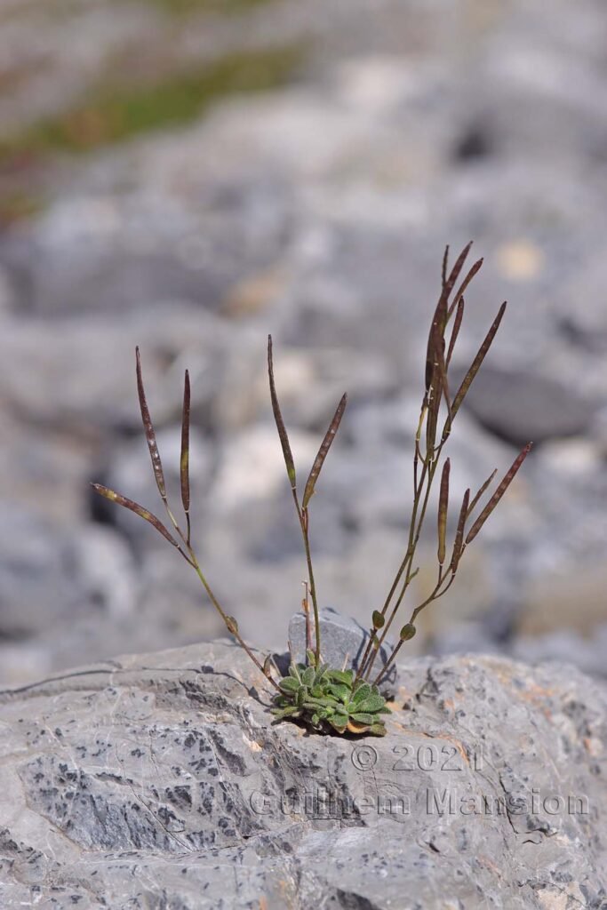 Arabis stellulata au Val da Munt (Suisse, Grisons)