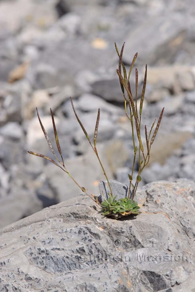 Arabis stellulata au Val da Munt (Suisse, Grisons)