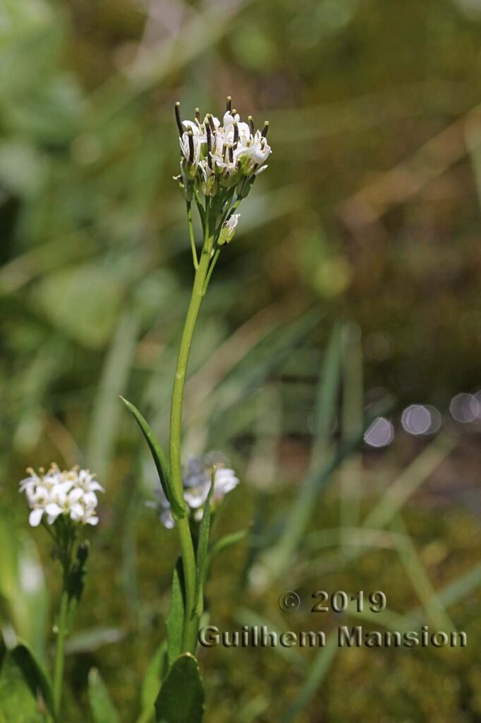 Arabis soyeri subsp. subcoriacea vers Kandersteg (Suisse, Berne)