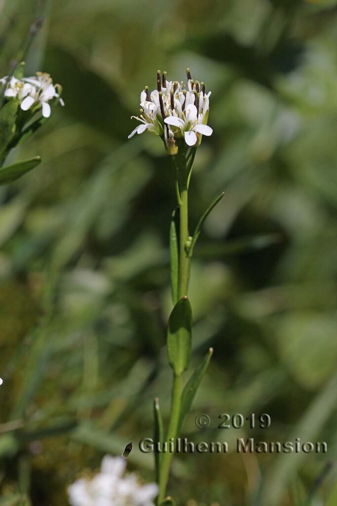 Arabis soyeri subsp. subcoriacea vers Kandersteg (Suisse, Berne)