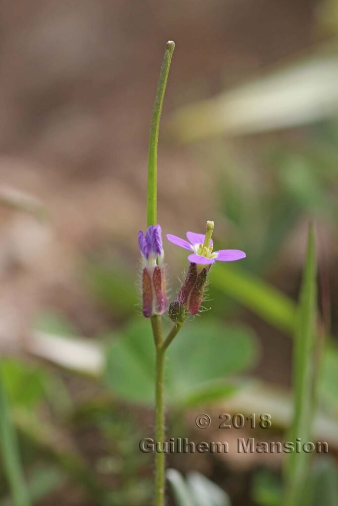 Arabis verna dans la Serrania de Ronda (Espagne, Andalousie)