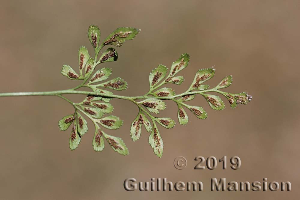 Asplenium ruta-muraria vers Marthalen (Suisse, Zurich)