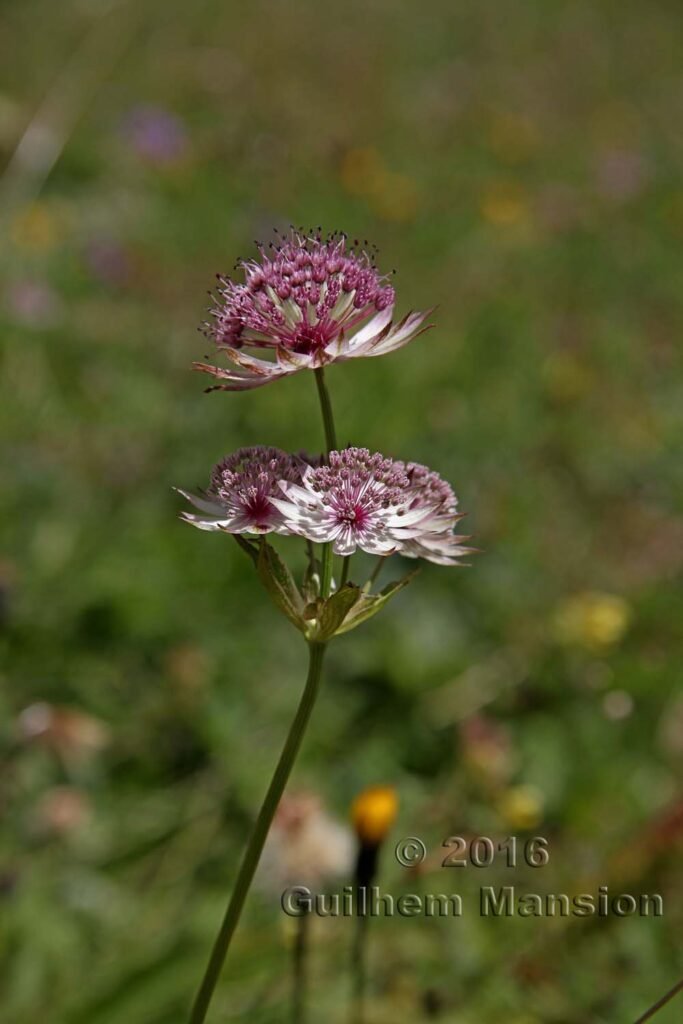 Astrantia major vers Kandersteg (Suisse, Berne)