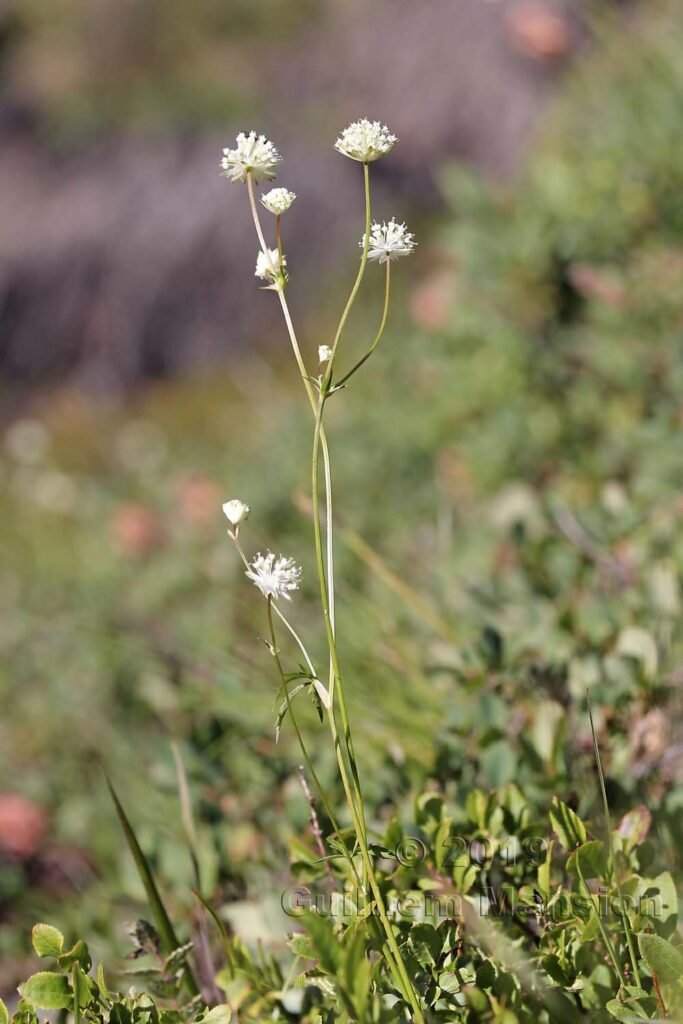 Astrantia minor vers Les Menuires (France, Savoie)