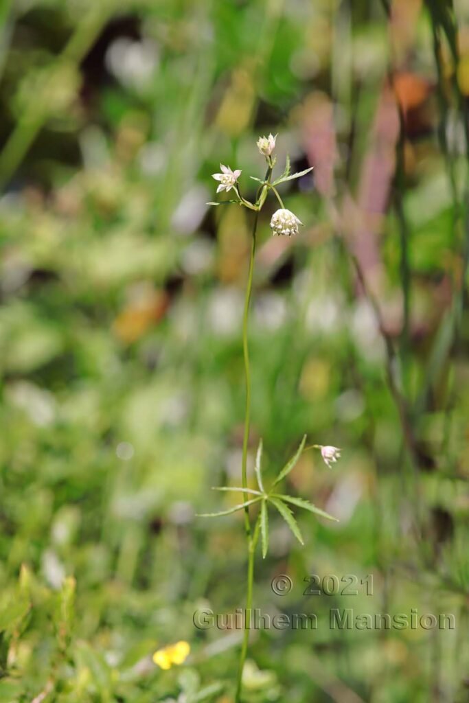 Astrantia minor vers Kandersteg (Suisse, Berne)