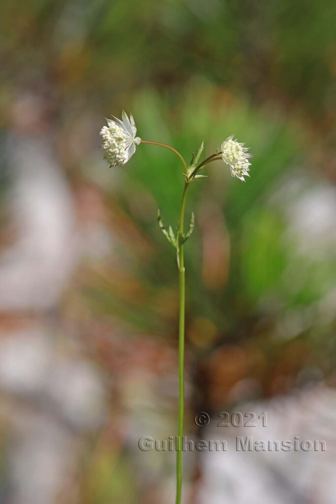 Astrantia minor vers Kandersteg (Suisse, Berne)