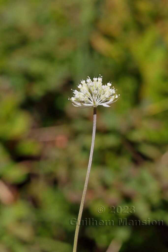 Astrantia minor vers la Fenêtre d’Arpette (Suisse, Valais)