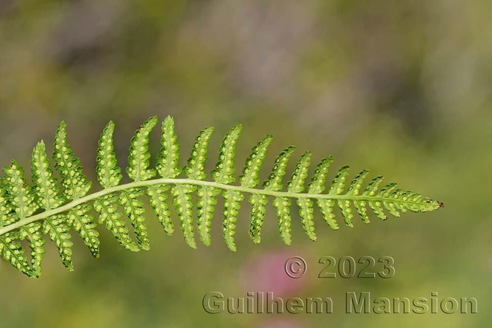 Athyrium distentifolium à la Fenêtre d'Arpette (Suisse, Valais)
