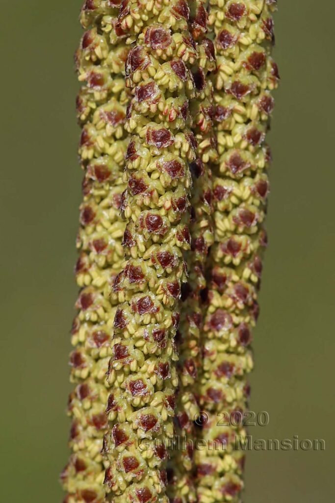 Betula pendula vers Buchs (Suisse, Zurich)