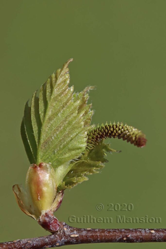 Betula pendula vers Buchs (Suisse, Zurich)