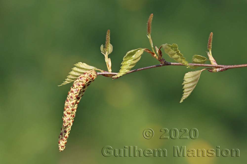 Betula pendula vers Buchs (Suisse, Zurich)