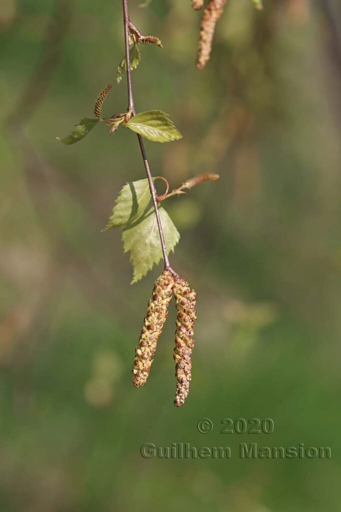 Betula pendula vers Buchs (Suisse, Zurich)