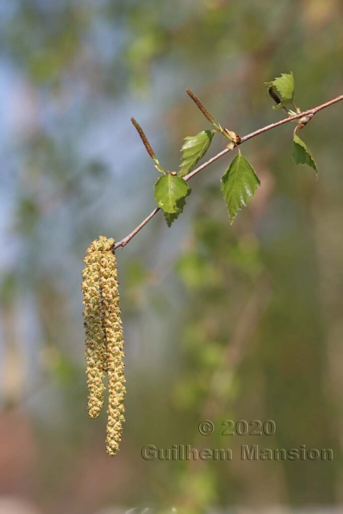 Betula pendula à Zurich-Hoenggerberg (Suisse)
