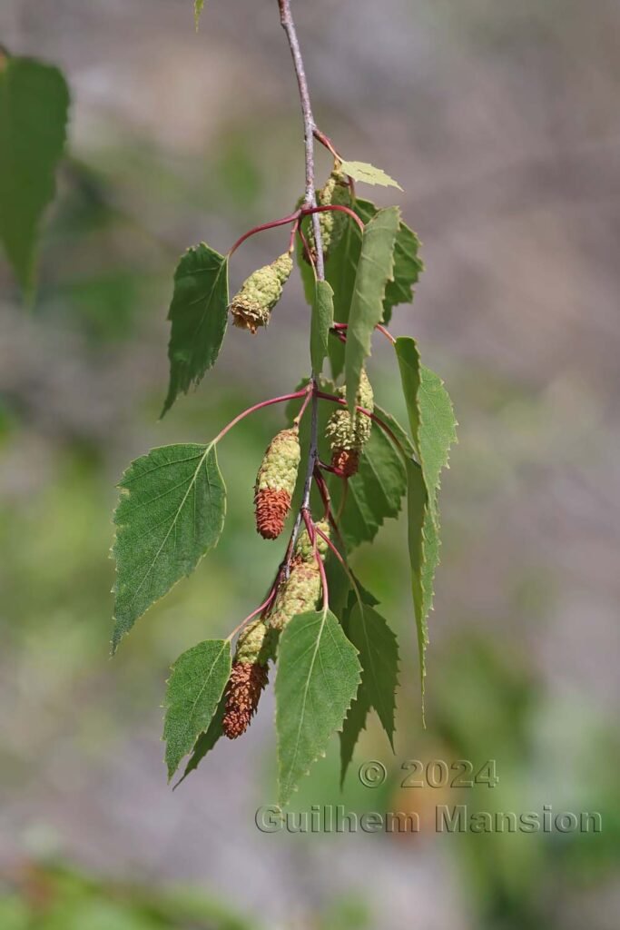 Betula pendula entre Fully et Saillon (Suisse, Valais)