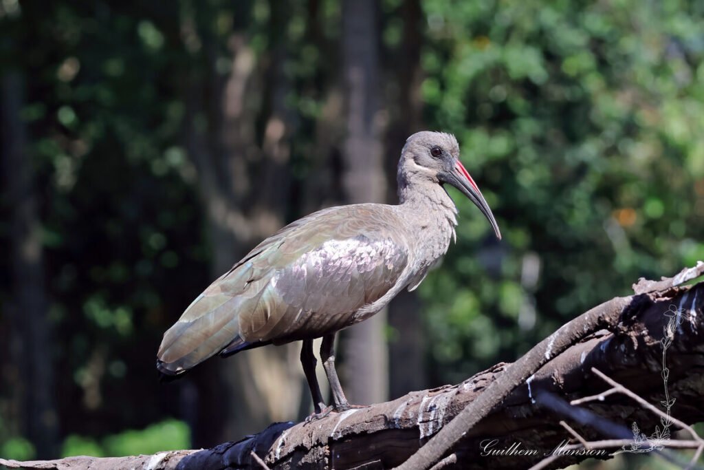 Ibis hagedash (Bostrychia hagedash) dans le jardin botanique de Durban (Afrique du Sud, 20250131)