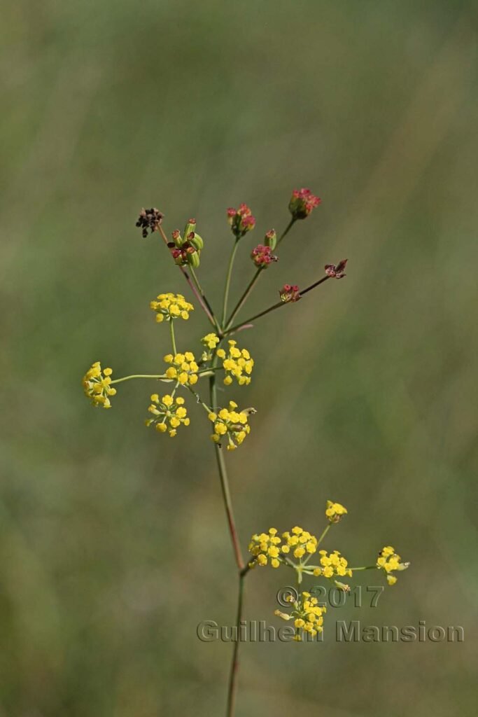 Bupleurum falcatum vers Boezen (Suisse, Argovie)