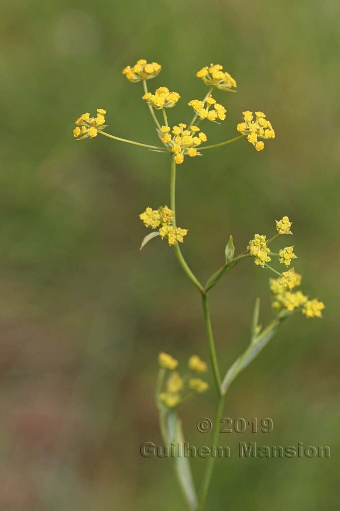 Bupleurum falcatum vers Boezen (Suisse, Argovie)