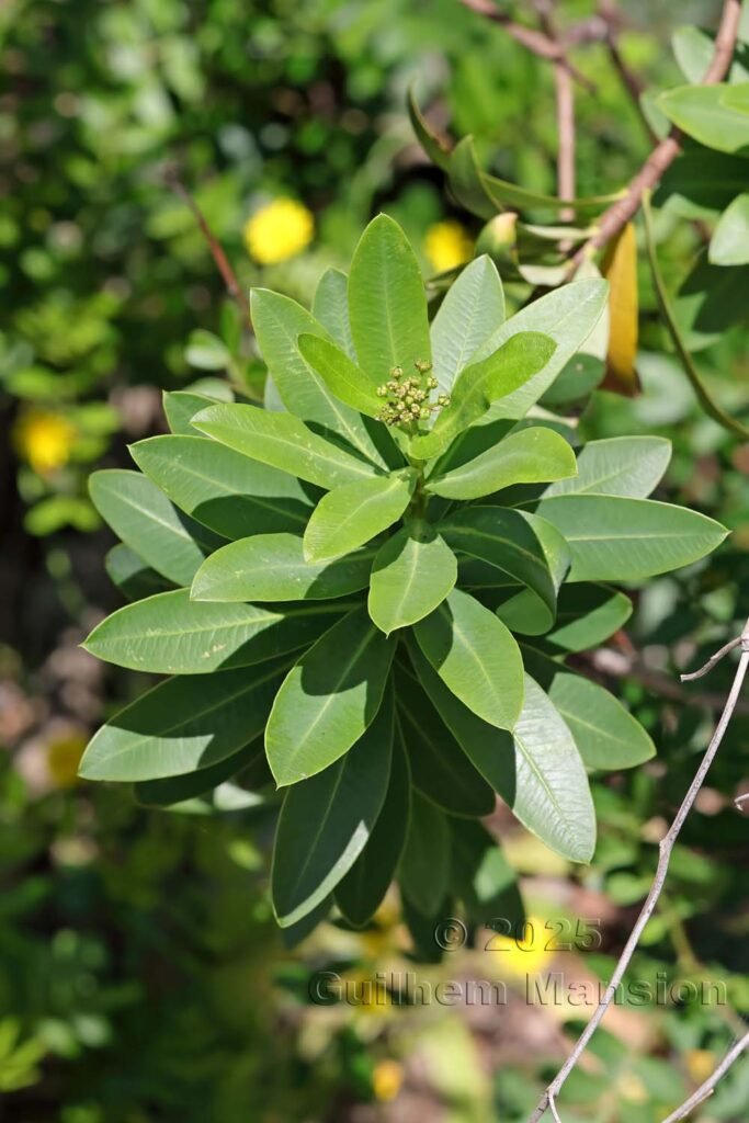 Bupleurum fruticosum vers Nonza (France, Haute-Corse)