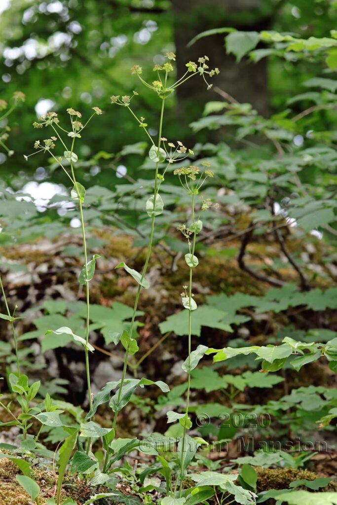 Bupleurum longifolium sur les Laegern (Suisse, Zurich)