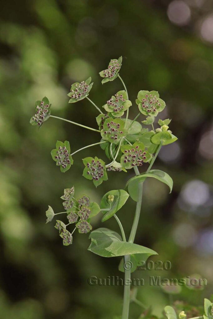 Bupleurum longifolium sur les Laegern (Suisse, Zurich)