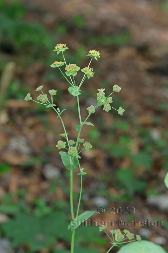 Bupleurum longifolium sur les Laegern (Suisse, Zurich)