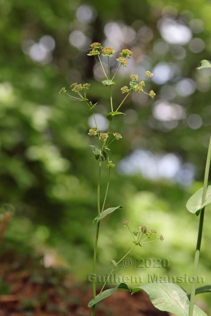 Bupleurum longifolium sur les Laegern (Suisse, Zurich)