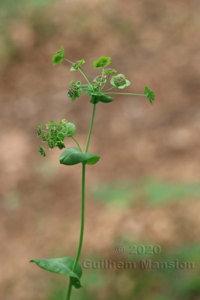 Bupleurum longifolium sur les Laegern (Suisse, Zurich)