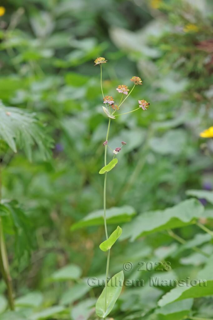 Bupleurum longifolium vers La Dole (Suisse, Vaud)