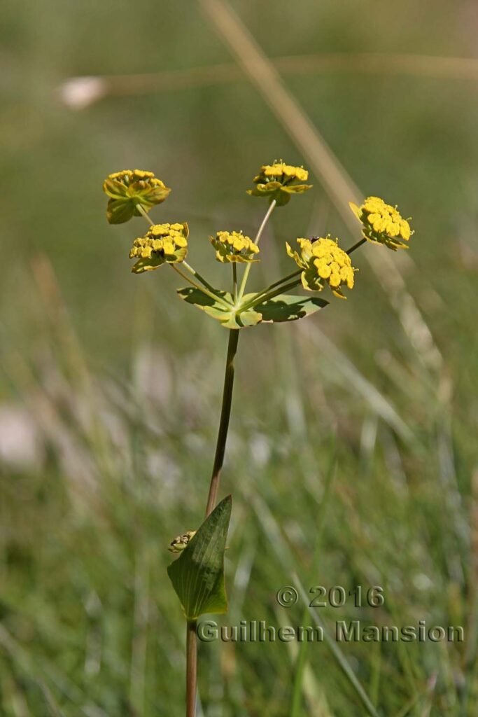 Bupleurum ranunculoides vers Kandersteg (Suisse, Berne)