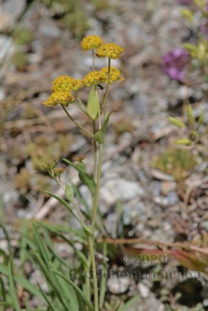 Bupleurum ranunculoides vers Zermatt (Suisse, Valais)