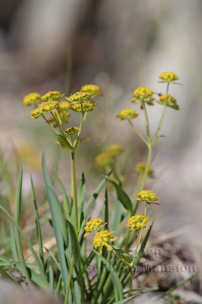Bupleurum ranunculoides vers Zermatt (Suisse, Valais)