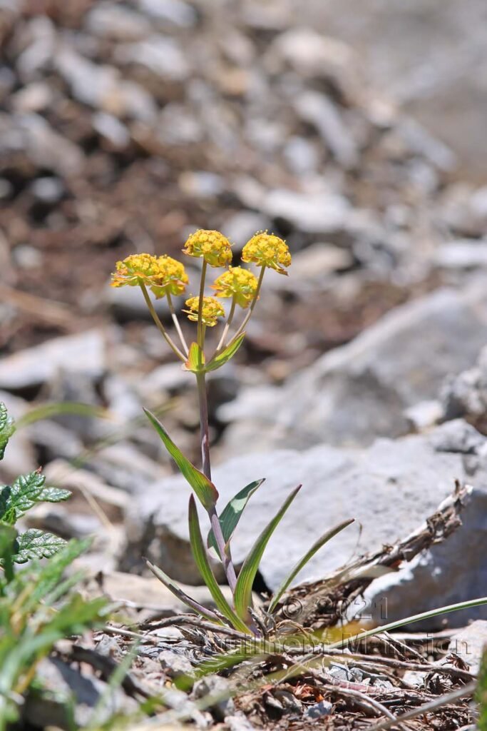 Bupleurum ranunculoides vers Kandersteg (Suisse, Berne)