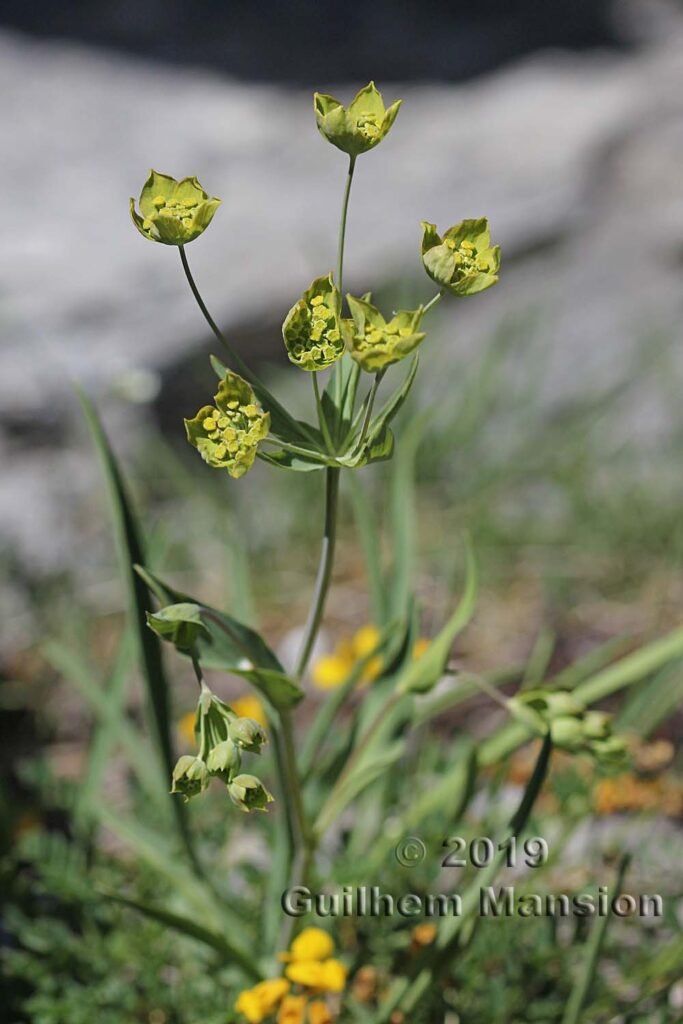 Bupleurum stellatum vers Kandersteg (Suisse, Berne)