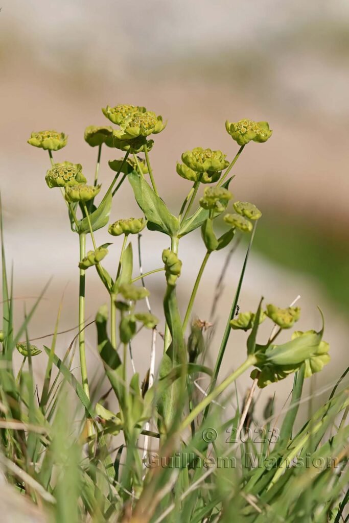 Bupleurum stellatum vers la Fenêtre d’Arpette (Suisse, Valais)