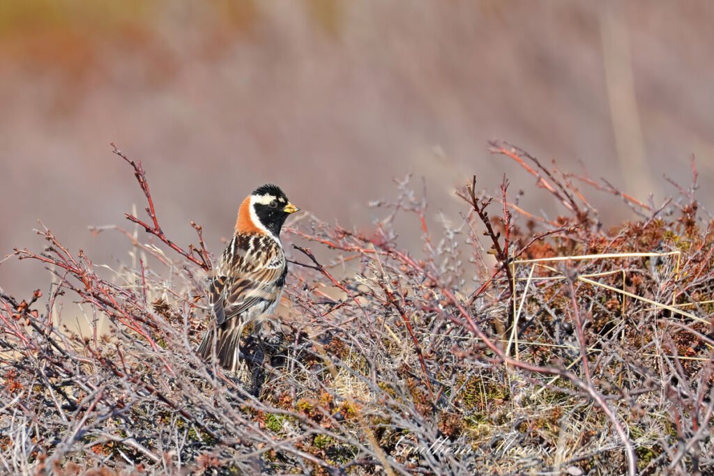 Calcarius lapponicus - Bruant lapon
