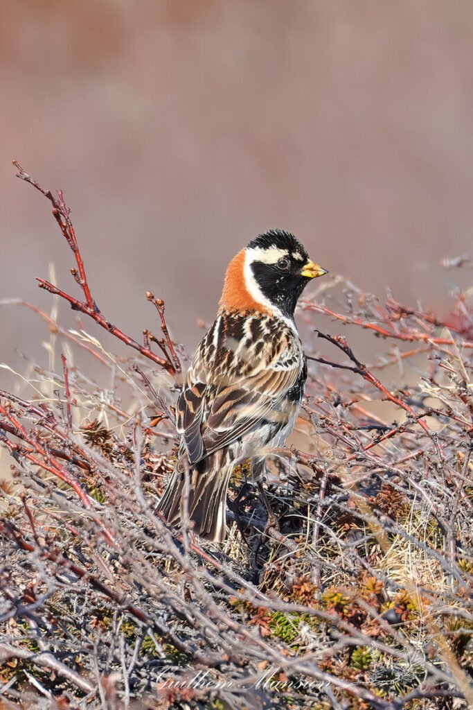 Calcarius lapponicus - Bruant lapon