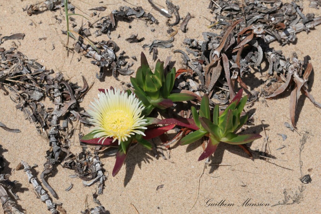 Carpobrotus edulis à Praia da Boca do Rio (Portugal, Vila do Bispo)