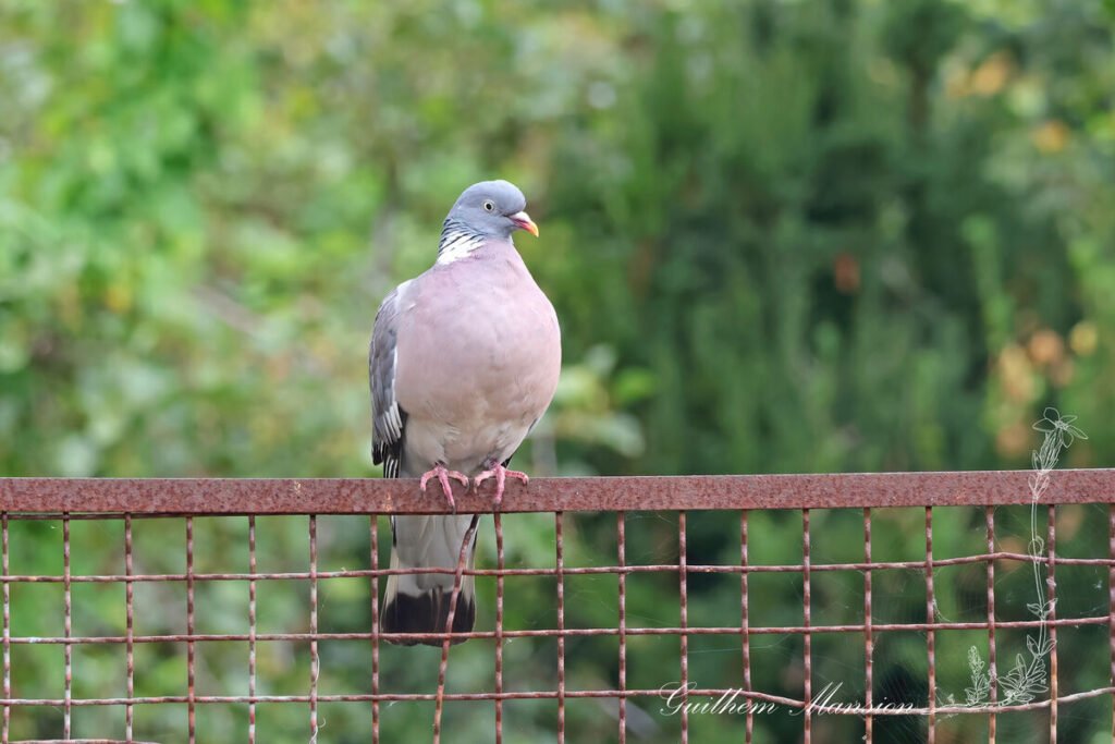 Pigeon ramier (Columba palumbus) à Spiekeroog (Allemagne)