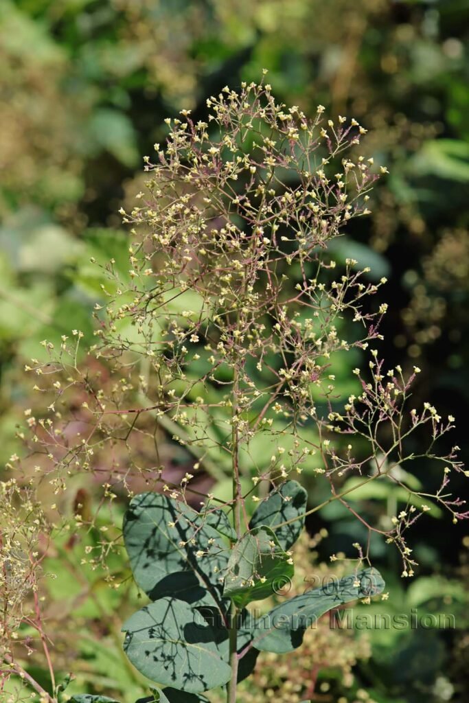 Cotinus coggygria aux Follatères (Suisse, Valais)
