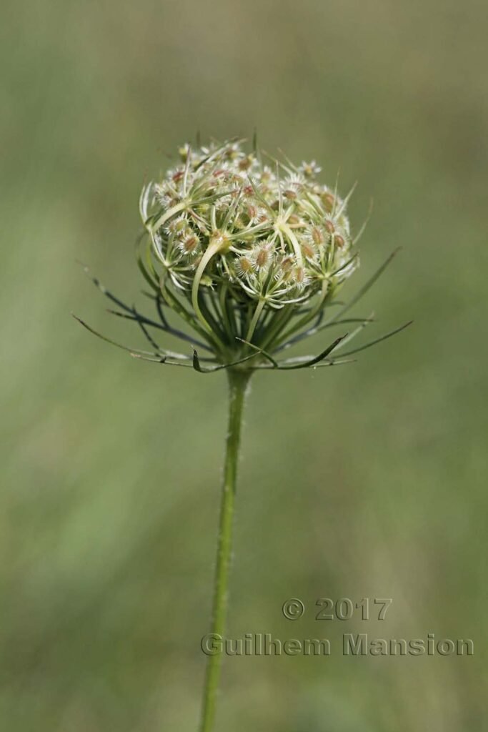 Daucus carota vers Boezen (Suisse, Argovie)