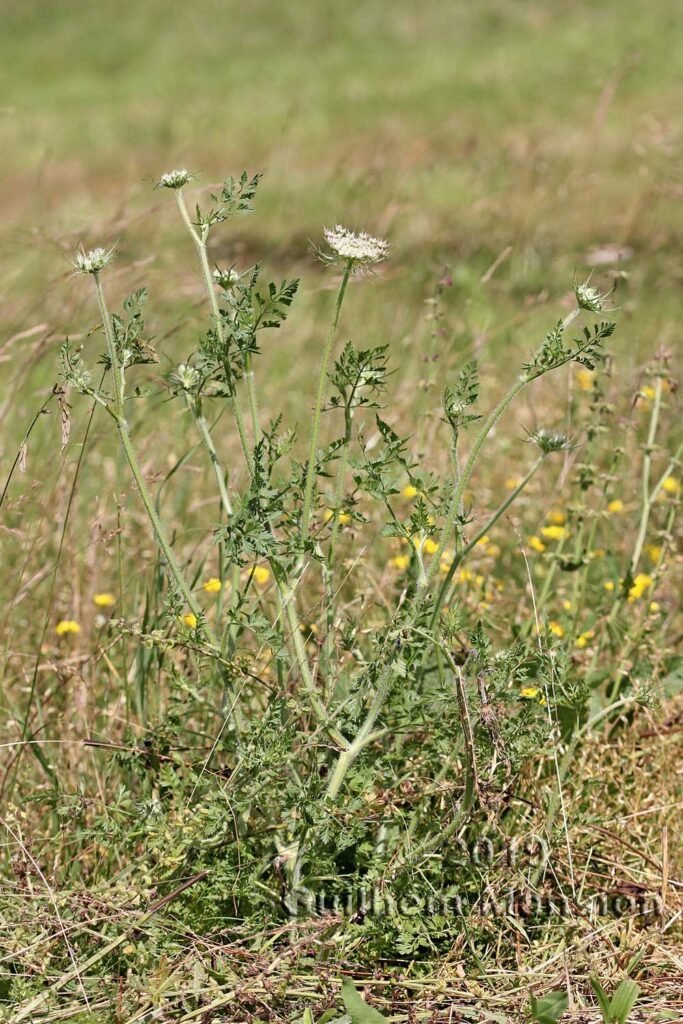 Daucus carota vers Zurich-Seebach (Suisse, Zurich)