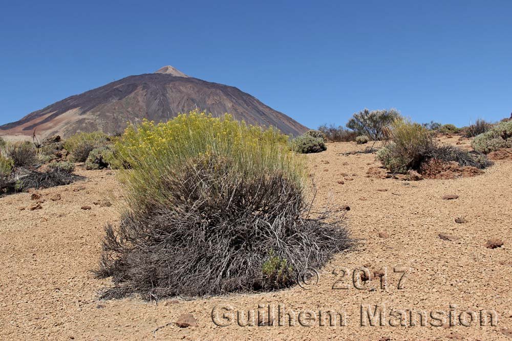 Descurainia bourgeauana sur le massif du Teide (Espagne, Tenerife)