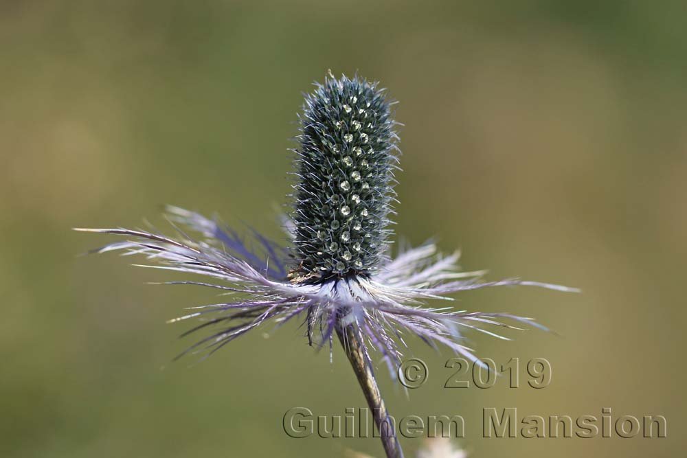Eryngium alpinum dans le Jardin Alpin du Lautaret (France, Hautes-Alpes)