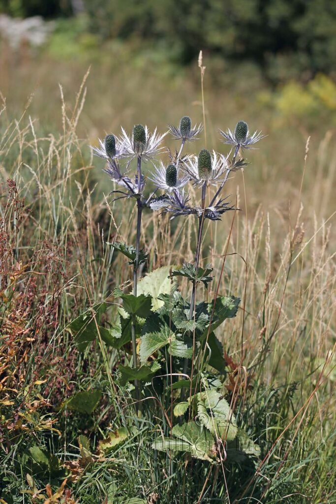 Eryngium alpinum dans le Jardin Alpin du Lautaret (France, Hautes-Alpes)