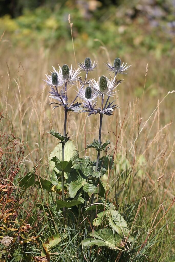 Eryngium alpinum dans le Jardin Alpin du Lautaret (France, Hautes-Alpes)