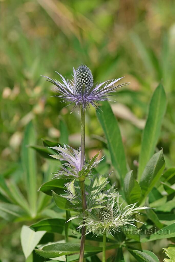 Eryngium alpinum vers Zinal (Suisse, Valais)