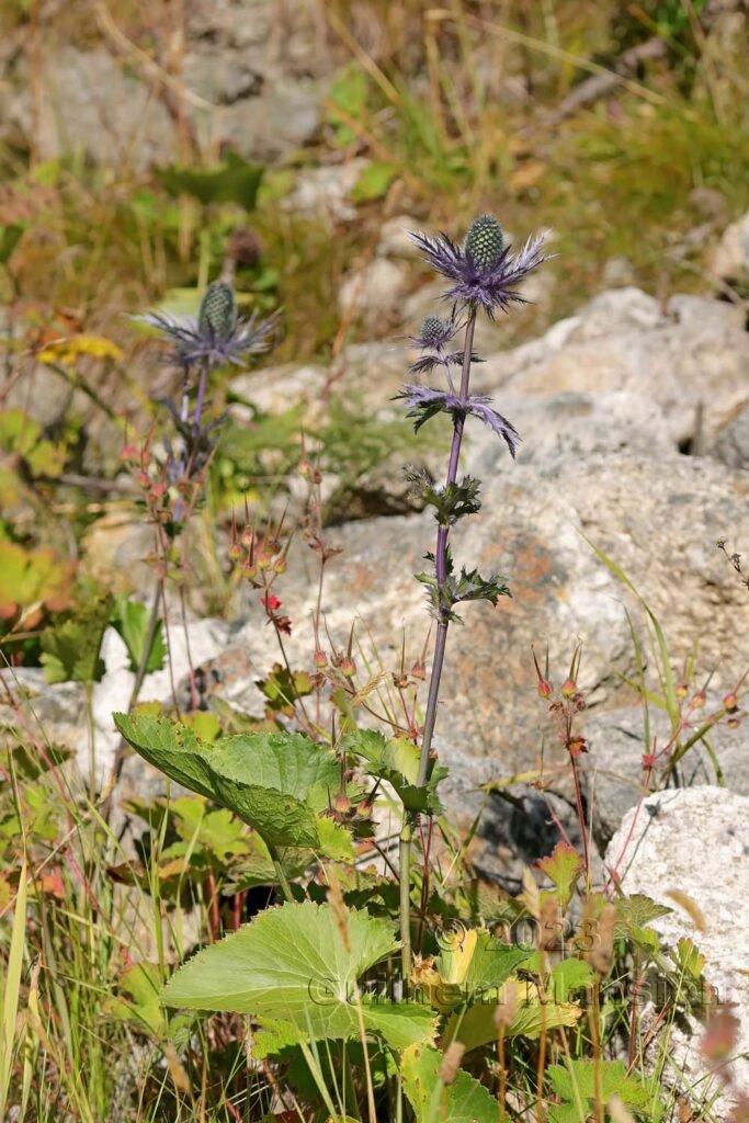 Eryngium alpinum vers la Fenêtre d’Arpette (Suisse, Valais)